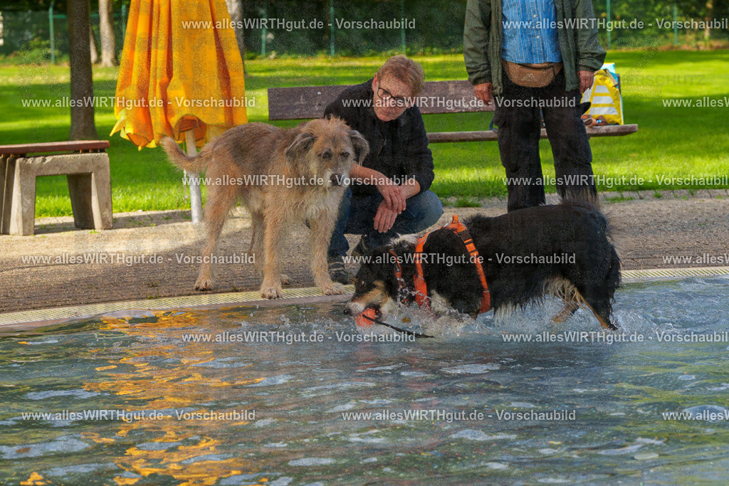 Hundeschwimmen_Grefrath_2026-allesWIRTHgut_Tierfotografie-09_51-FAY07783 | Professionelle Tierfotografie in Mönchengladbach von Daniel Wirth (allesWIRTHgut). Liebevolle & natürliche Bilder von Hunden & Katzen für unvergessliche Erinnerungen.