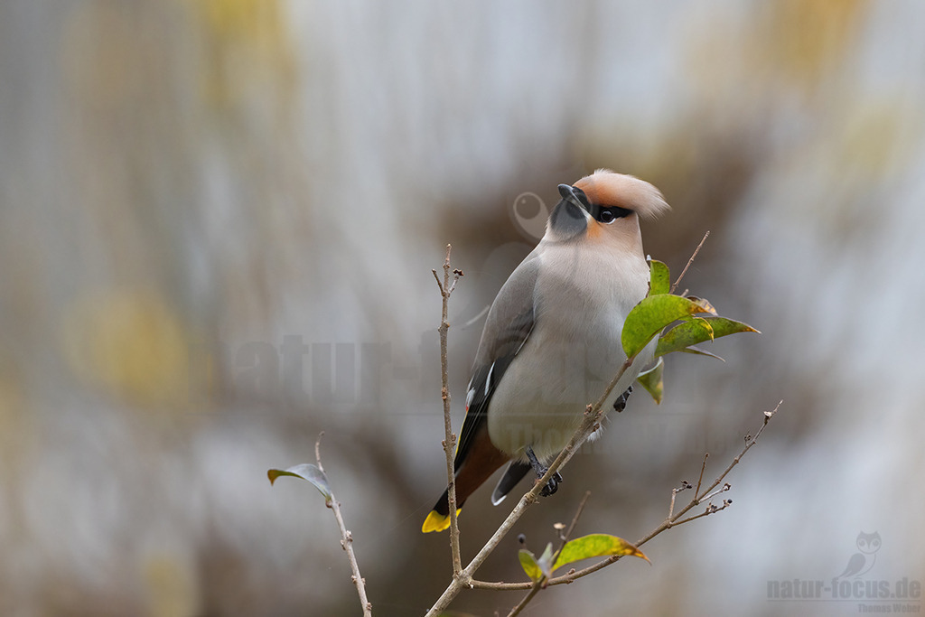 R5NF7871_20231216 | Seidenschwänze sind etwa Amsel große, kompakte Vögel mit kurzem Schnabel und Schwanz. Ihr Gefieder ist bräunlich-beige mit einem auffallend gelb-weißem Flügelmuster und einem gelben Schwanzende. Charakteristisch sind der rostbraune, spitze Federschopf am Kopf und die schwarze Augenmaske. Sein Gesang ist ein hohes, feines Sirren, wie eine kleine Klingel als Kontaktruf vor dem Abfliegen des Schwarmes, manchmal auch ein gedämpftes, quäkendes Rätschen. - Realisiert mit Pictrs.com