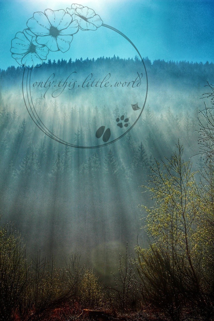 IMG_1322-01 | only.this.little.world - Realisiert mit Pictrs.com