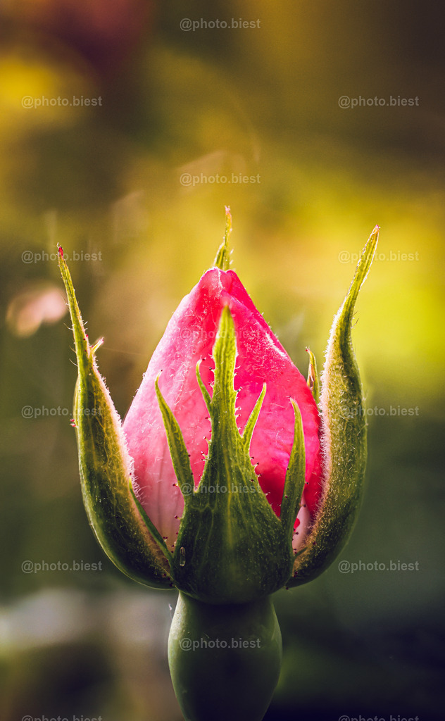 Rosenkrone | Eine junge, pinke Rose. - Realisiert mit Pictrs.com