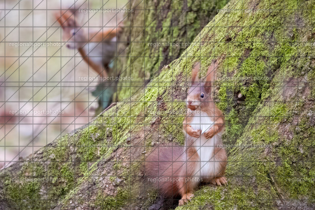 A7302513_DN_AI-denoise | Sportfotografie aus Mittelfranken - Realisiert mit Pictrs.com