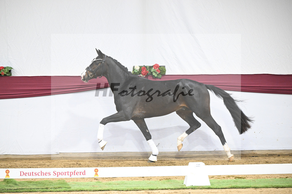 Kat-Nr. 33 Negro x Quaterback_Stefan Holtwiesche_47251143 | hf-fotografie - Realisiert mit Pictrs.com