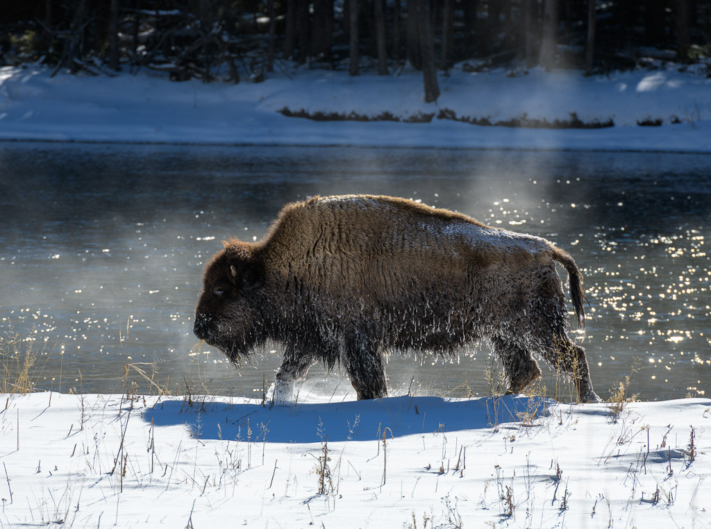 2024-169 | Bison am Madison River. - Realisiert mit Pictrs.com