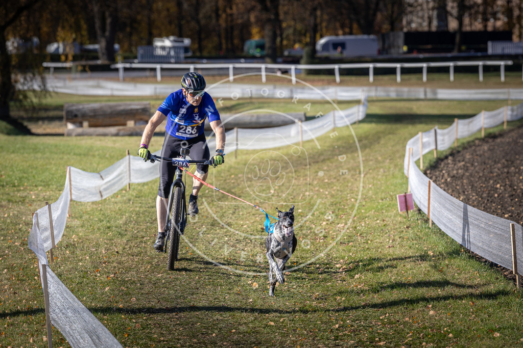 CaniXpix_DV3A5704 | Hundefotografie, Tierfotograf, Pfotenfotografie, Fotoshooting Hund, Hunde Portrait, Hundesport, Hundeportraits, Heideshooting, Hunde, Sportfotograf, Hundefotograf, Turnierhundsport, THS,  - Realisiert mit Pictrs.com