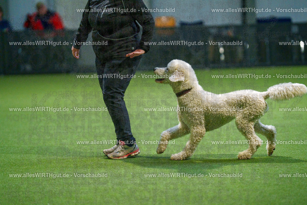 7R509918 | Professionelle Tierfotografie in Mönchengladbach von Daniel Wirth (allesWIRTHgut). Liebevolle & natürliche Bilder von Hunden & Katzen für unvergessliche Erinnerungen.