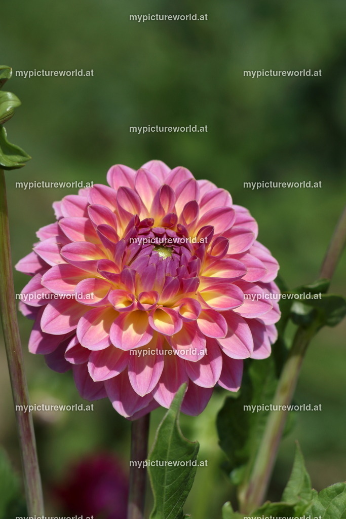 Dahlie-003 | Das Bilderarchiv über Tiere, Planzen und Landschaften. In der Bilddatenbank finden Sie ein große Auswahl an hochwertigen Bilder für Ihre Werbung - Realisiert mit Pictrs.com