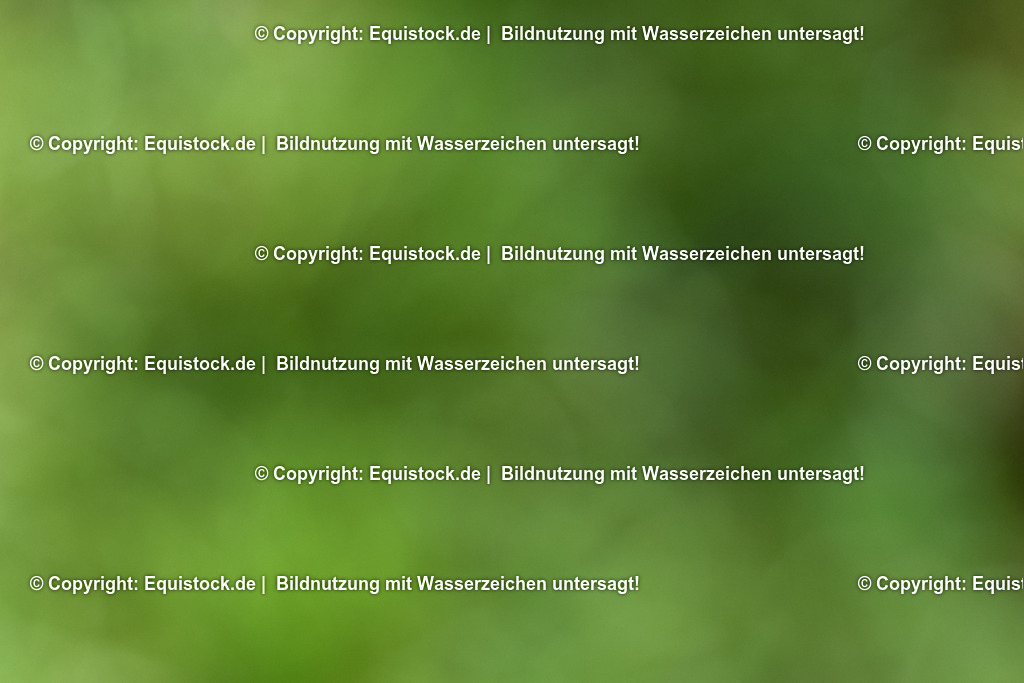 20230908_14-15_Springpferde-A_0097 | equistock