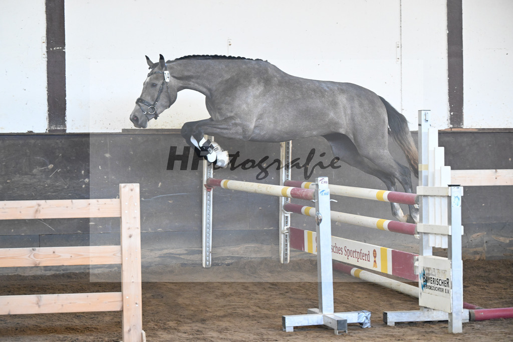 Kat-Nr. 14 Gloriana v. Corallino_HLG Schwaiganger_19250120 | hf-fotografie - Realizzato con Pictrs.com