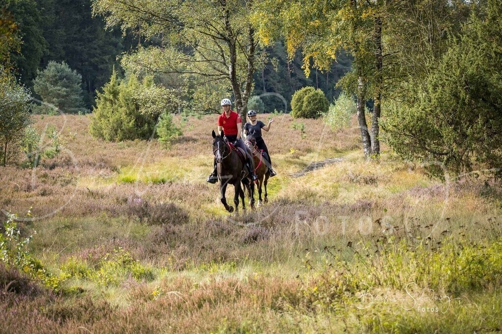 DdLH-WehlenerHeide_2025-09-20_40 | Fotografie, Veranstaltungs-Fotografie, Pferde-Fotografie, Landschafts-Fotografie, Reise-Fotografie - Realisiert mit Pictrs.com