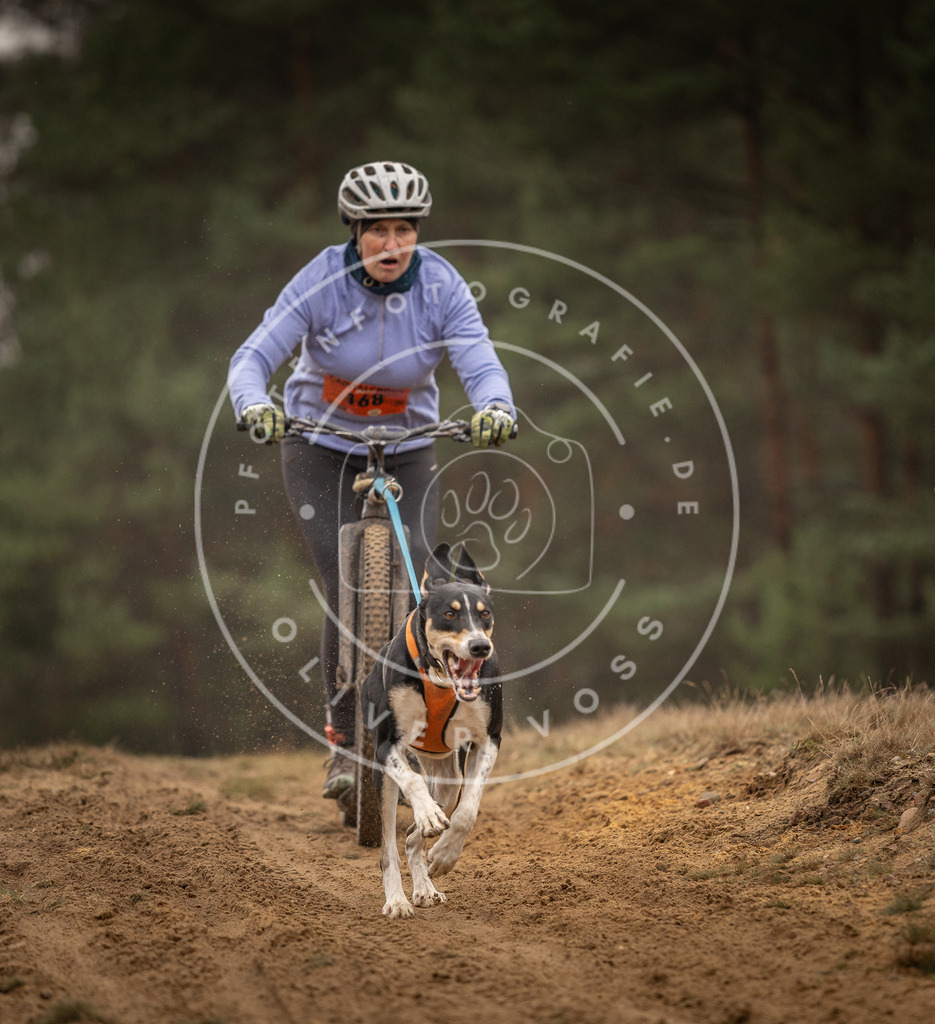 Pfotenfotografie_DV3A4447 | Hundefotografie, Tierfotograf, Pfotenfotografie, Fotoshooting Hund, Hunde Portrait, Hundesport, Hundeportraits, Heideshooting, Hunde, Sportfotograf, Hundefotograf, Turnierhundsport, THS,  - Realisiert mit Pictrs.com
