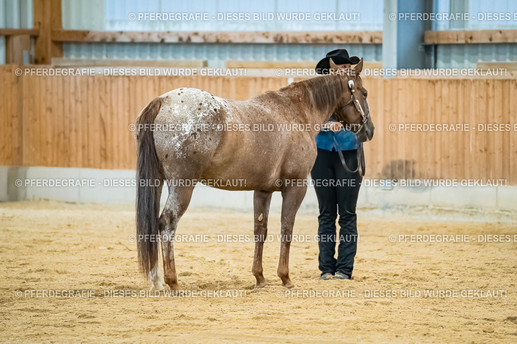 DSC09754 | Pferdegrafie