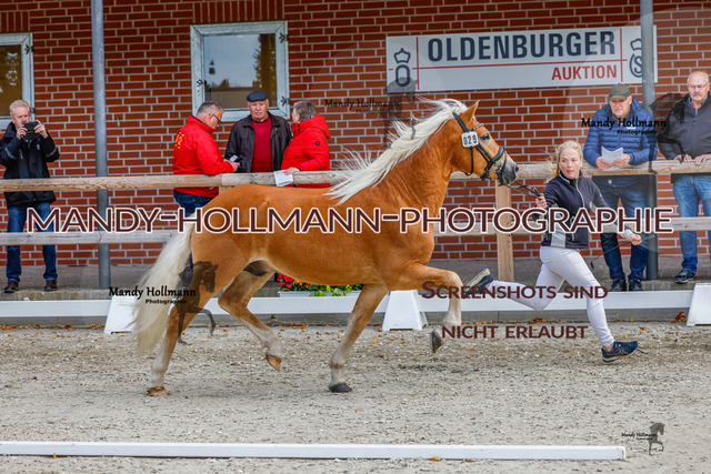 GK (550 von 759) | mandyhollmannphotographie