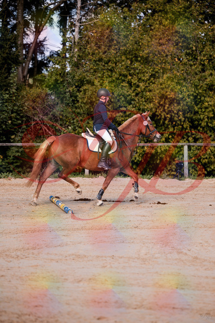 2026_10_03_Siefer-Hof_144626_Z81_22514328 | Professionelle Reitsport-, Turnier- und Eventfotografie von Robert Broda. Galerien mit ausgewählten und bearbeiteten Bildern direkt online ansehen und bestellen.