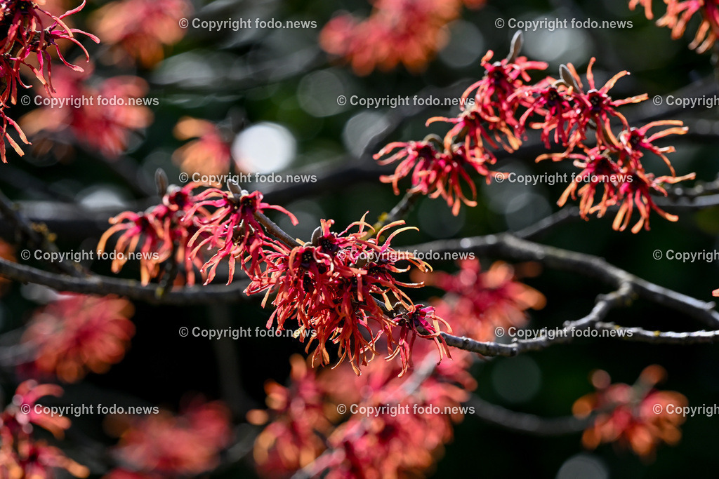Fruehling_ Blumen_ Fruelingsboten_ 05.03.2025-11 | 05.03.2025, Linz, AUT, Fruehling, Blumen, Fruehlingsboten, im Bild Frühling, Blumen, Frühlingsboten, Fruehling, Fruelingsboten, Zaubernuss, Baum Strauch, Blütenpflanze, Vorfrühling