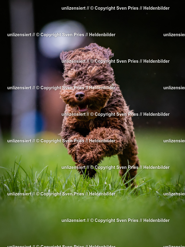 Sven Pries | 2024-10-19 - Hunderennen Ober-Grombach - Realisiert mit Pictrs.com