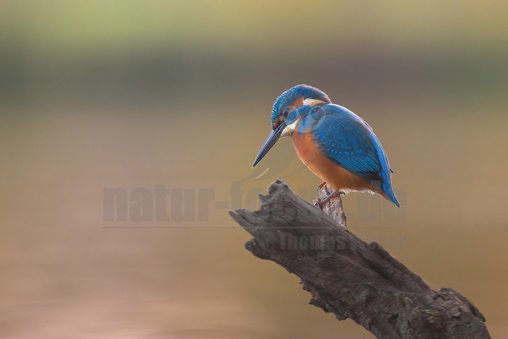 R5M28859_20251110 | Ein farbenprächtiger Eisvogel (Alcedo atthis) sitzt auf einem robusten, dunklen Ast, der aus dem Wasser ragt. Sein leuchtend blauer Rücken und die orangefarbene Brust sind deutlich zu erkennen. Der Vogel blickt aufmerksam nach unten, wahrscheinlich auf der Suche nach Beute im Wasser. Der Hintergrund ist weich und unscharf in sanften Grün- und Brauntönen gehalten, was den Fokus auf den Vogel lenkt. - Realisiert mit Pictrs.com