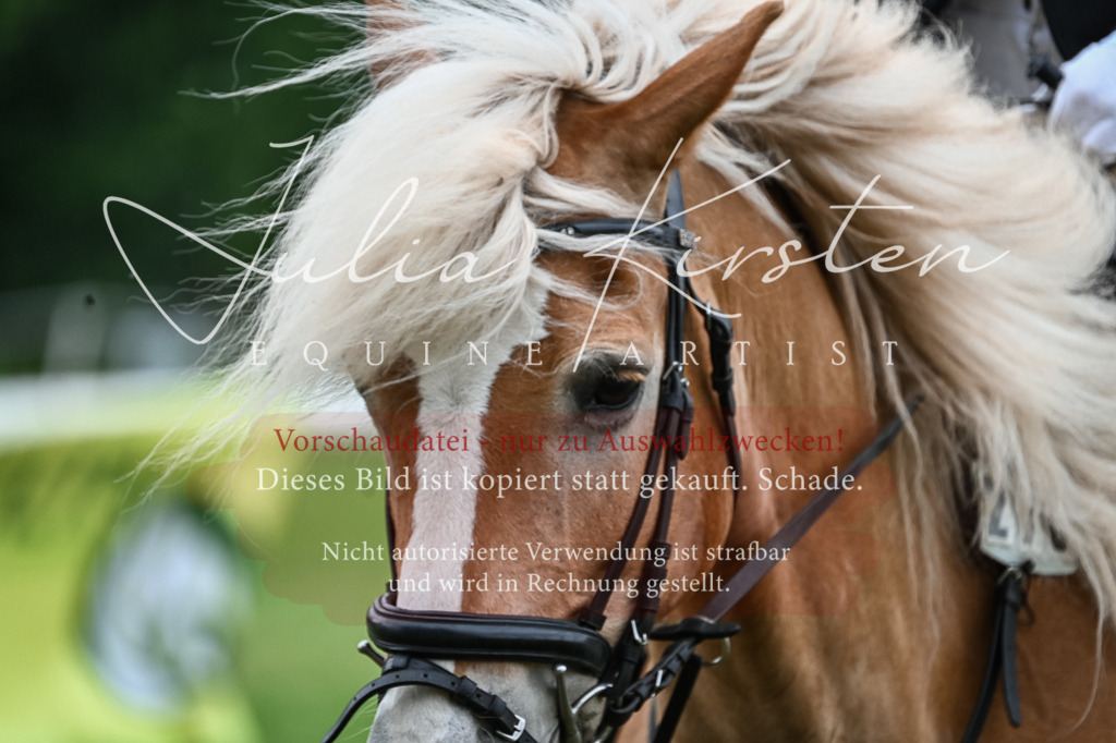 DSC_8423 | Pferde- und Turnierfotografie in Westsachsen. Pferdeportraits, Auftragszeichnungen und intuitive Kunst.