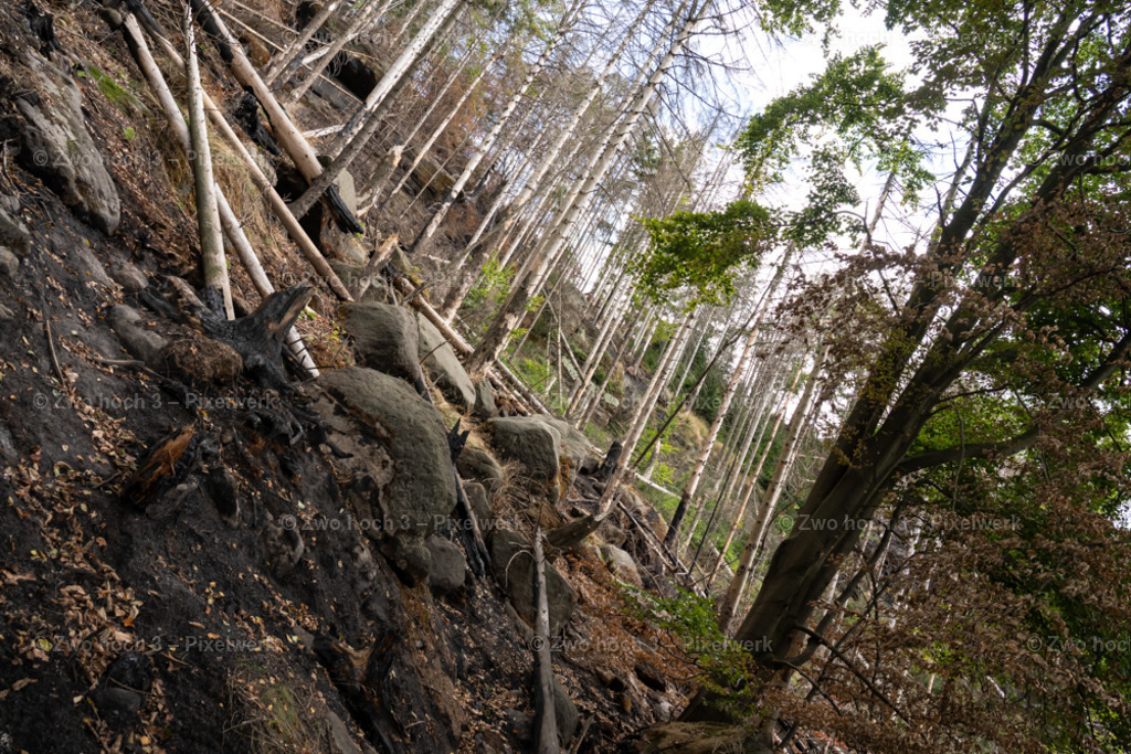 Obere_Affensteinpromenade_Nahe_Wespenturm_Felsblock_Hang | 2022-09-02_Waldbrandgebiete_2 - Realisiert mit Pictrs.com