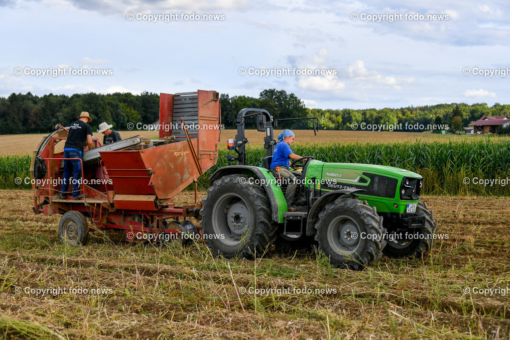 Deutschland_ Baden-Wuerttemberg_ Ebersbach an der Fils_ 30.08.2025-1 | 30.08.2025, Deutschland, GER, Baden-Wuerttemberg, Ebersbach an der Fils, im Bild Themenbild, Kartoffelernte, Erdaepfel, Landwirtschaft, Bauer, Baeuerin, Erntemaschinen, Kartoffelroder, Traktor, Anhaenger, Erntehelfer, Ackerbau, Bodenbearbeitung, Knollenernte, Landwirtschaftsbetrieb, Feld, Feldarbeit, Acker, Erntetransport, landwirtschaftliche Technik, Agrarwirtschaft, Sortieranlage, Lagerung, Erntezeit, Fruchtfolge, Schlepper, Erntelogistik, Bio-Kartoffeln, mechanische Ernte, Agrartechnik, saisonale Arbeit, Nahrungsmittelproduktion, Feature, Symbolbild