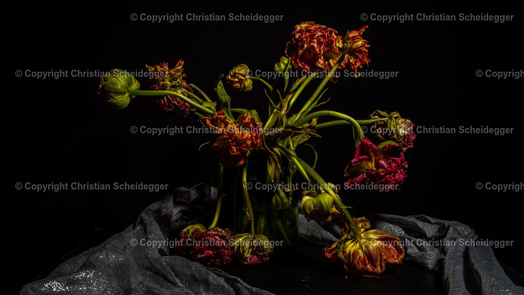 230503-verblüht-_A747818 | Schöne Fotoprints und andere Fotobilderprodukte, frei konfigurierbar - Realisiert mit Pictrs.com