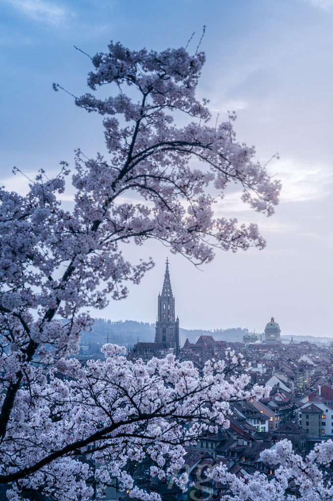 flowering cherry tree in front of the oldtown of Bern in spring | Die ideale Geschenkidee für Naturliebhaber. Naturbilder von Marcel Gross Photography für ihr Zuhause in den verschiedensten Formaten und Materialien. - Realisiert mit Pictrs.com