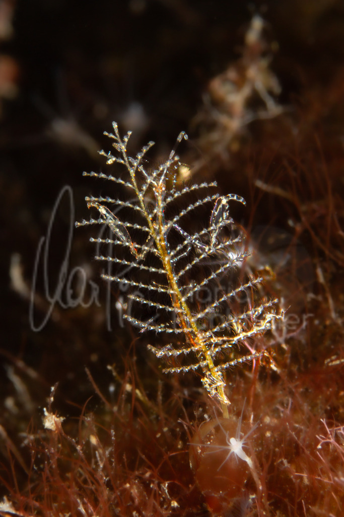 Caprella linearis | DE: GespensterkrebsEN: Skeleton shrimpES: Gamba fantasmaFR: Chevrolle Scolopendroïde - Realisiert mit Pictrs.com