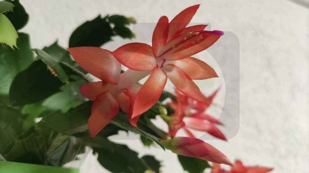 IMG_20211130_170156 | pfalznatur - Realisiert mit Pictrs.com