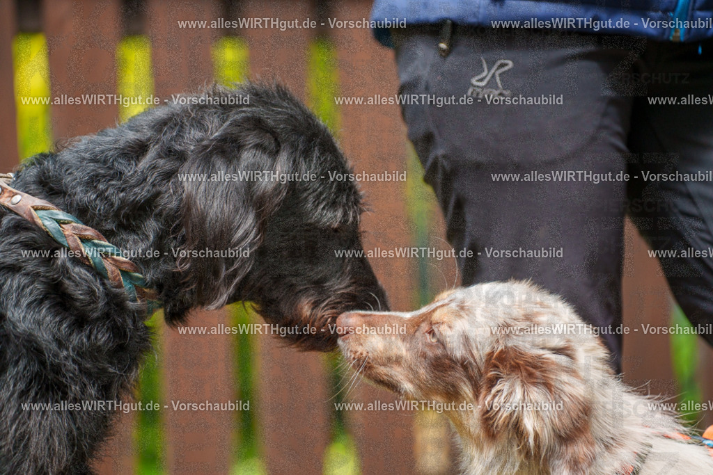 @allesWIRTHgut_Tierfotografie - www.allesWIRTHgut.de - 113939-7R508469 | Professionelle Tierfotografie in Mönchengladbach von Daniel Wirth (allesWIRTHgut). Liebevolle & natürliche Bilder von Hunden & Katzen für unvergessliche Erinnerungen.