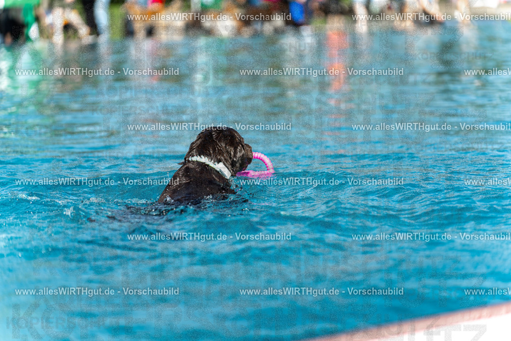 Hundeschwimmen_Volksbad_2026-allesWIRTHgut_Tierfotografie-2609061157-110707-7R509994 | Professionelle Tierfotografie in Mönchengladbach von Daniel Wirth (allesWIRTHgut). Liebevolle & natürliche Bilder von Hunden & Katzen für unvergessliche Erinnerungen.