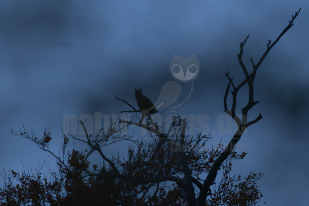 R6NF2114_20251029 | Das Bild zeigt die Silhouette eines Uhus (Bubo bubo), der auf einem kahlen Ast eines Baumes sitzt. Der Uhu ist scharf gegen den dunkelblauen, bewölkten Himmel der Dämmerung oder Nacht abgezeichnet. Die Äste des Baumes sind größtenteils kahl, einige wenige Blätter in dunklen Brauntönen sind am unteren Bildrand erkennbar. Es sind keine spezifischen Interaktionen mit anderen Lebewesen zu beobachten; der Uhu verweilt ruhig auf seinem Ansitz. - Realisiert mit Pictrs.com