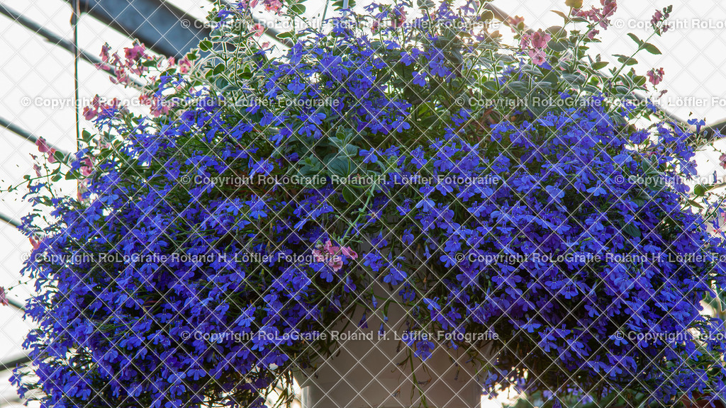 Männertreu_ Lobelie-Lobelia erinus_ Familie der Glockenblumengewächse (Campanulaceae) | Männertreu Lobelie-Lobelia erinus Aus der Familie der Glockenblumengewächse (Campanulaceae) - Realisiert mit Pictrs.com