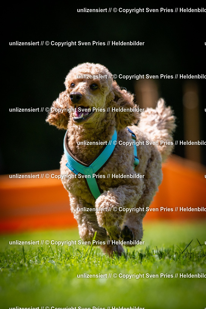 Sven Pries | 2025-08-10 - Hunderennen Durlach - Realisiert mit Pictrs.com