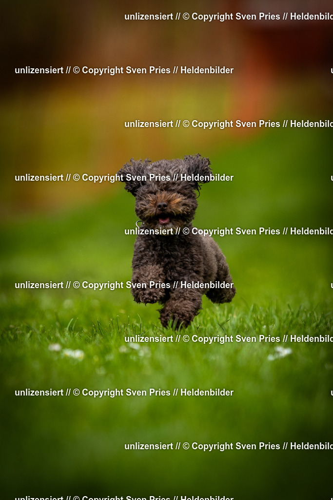 Sven Pries | 2025-04-13 - Hunderennen Baden-Baden - Realisiert mit Pictrs.com