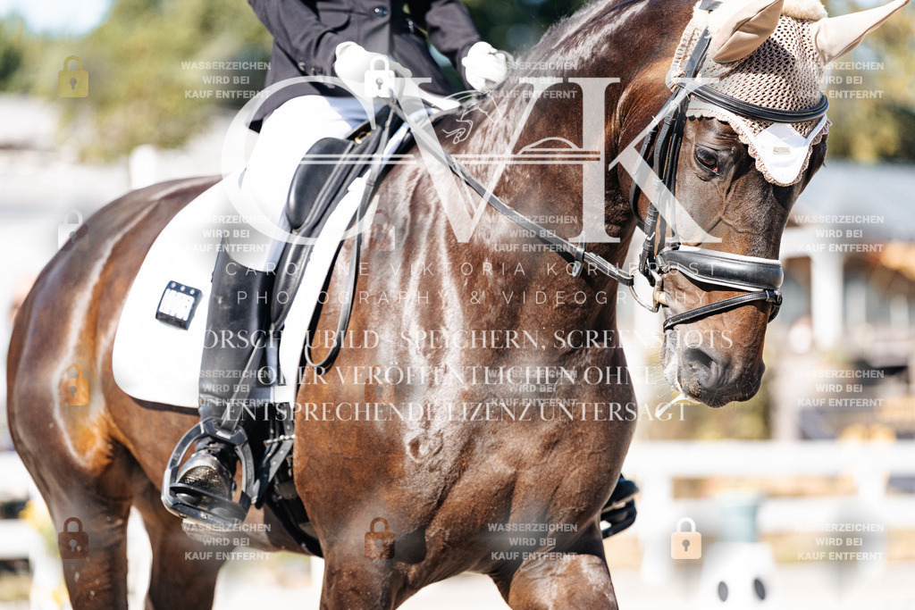 CK908428 | Turnierfotografie Pferdefotografie Trier Rheinland-Pfalz Pferdesport Reitsport Tierfotografie Sportfotografie Pferdevideo Pferdevideografie Equestrianvideography equestrianphotography  - Realisiert mit Pictrs.com