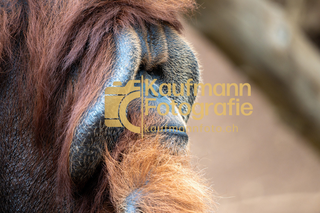 Jungle_Park_def-4413 | kaufmannfoto - Realisiert mit Pictrs.com