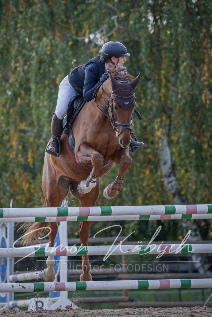 20251012-_3LI5594 | Tierfotografie Pferde, Hunde, Katzen, Haustiere.
Turnierfotografie Reitturniere, Reiten, Springreiten, Dressur in Hanau, dem Main-Kinzig-Kreis und dem Rhein-Main- Gebiet um Frankfurt