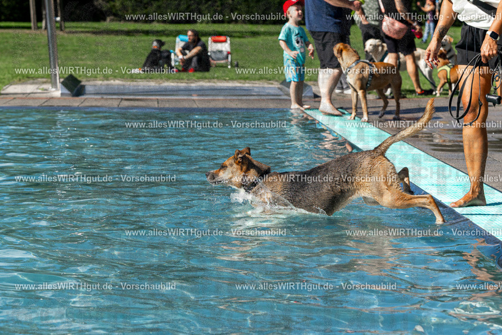 Hundeschwimmen_Volksbad_2026-allesWIRTHgut_Tierfotografie-2609061324-FAY06712 | Professionelle Tierfotografie in Mönchengladbach von Daniel Wirth (allesWIRTHgut). Liebevolle & natürliche Bilder von Hunden & Katzen für unvergessliche Erinnerungen.