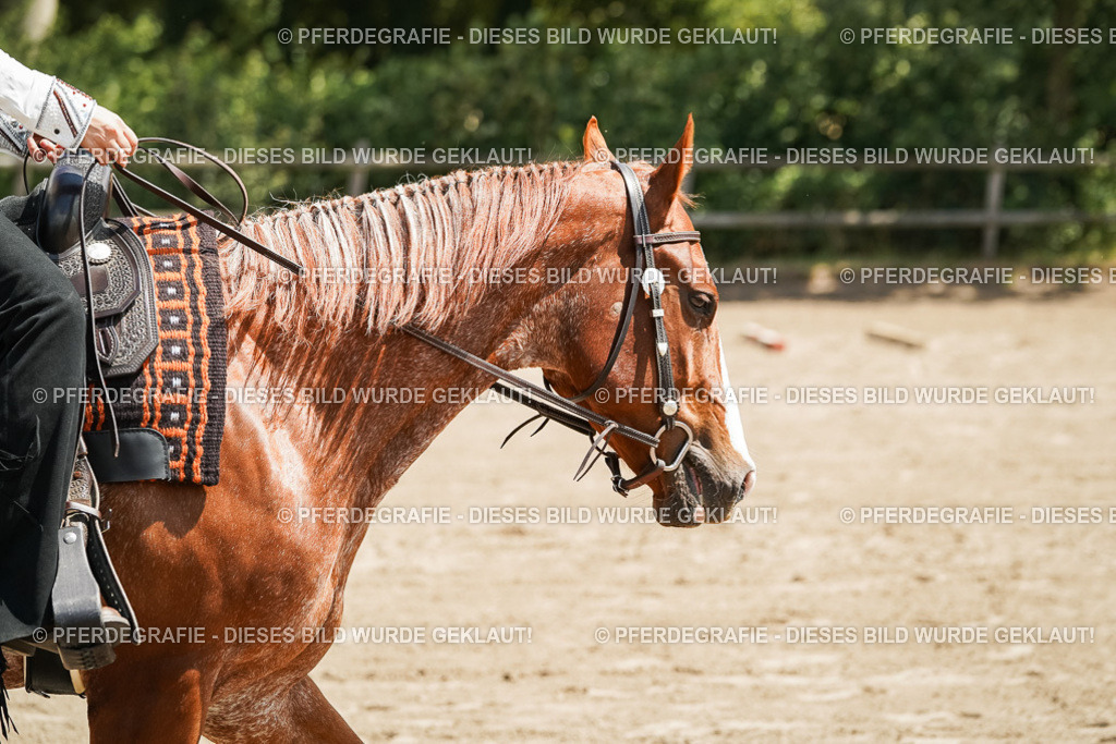 DSC07747 | Pferdegrafie