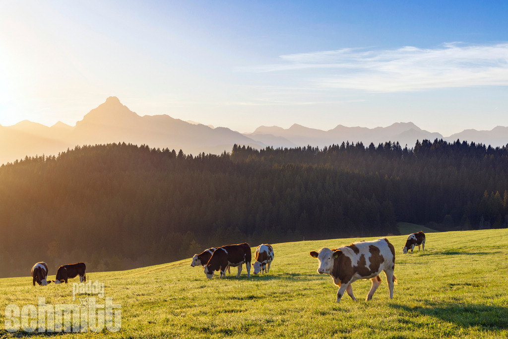 PS-Tiere-2026-74 | Entdecke die größte Bildgalerie der Region mit Fotografien aus dem Allgäu, der Bodenseeregion, Oberschwaben, dem Donautal und der Schwäbischen Alb. Landschaften, Luftaufnahmen und Reisefotografie als Wandbild und Fotokunst. - Realisiert mit Pictrs.com