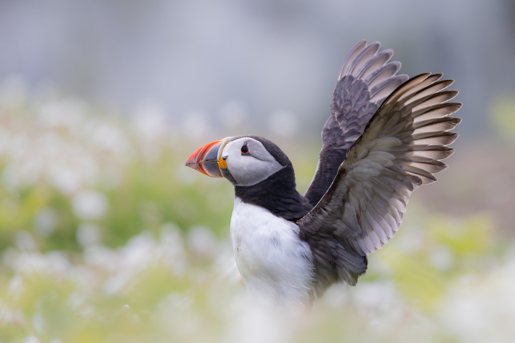 Among the Wildflowers | An Atlantic Puffin (Fratercula arctica) pauses among spring wildflowers on Skomer Island, Wales. With one wing raised, the bird reveals a brief moment of balance and elegance before continuing its daily routine during the breeding season.