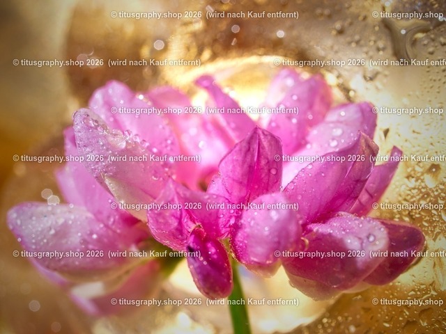 2024-07-23_P7234826_titusgraphy | Fotokunstarbeit aus der INSTAGRAM-Gallerie auf titusgraphy.eu - Realisiert mit Pictrs.com