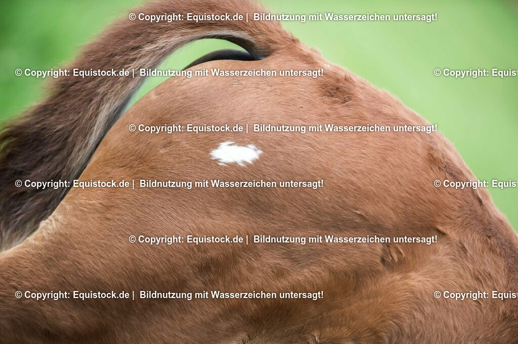 20210617_Fohlen_0368 | Foto: Thomas Hartig