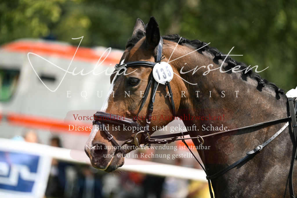 DSC_9230 | Pferde- und Turnierfotografie in Westsachsen. Pferdeportraits, Auftragszeichnungen und intuitive Kunst.