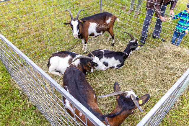 SchaZie Tag | Bildershop von pixelworld.at - Realisiert mit Pictrs.com