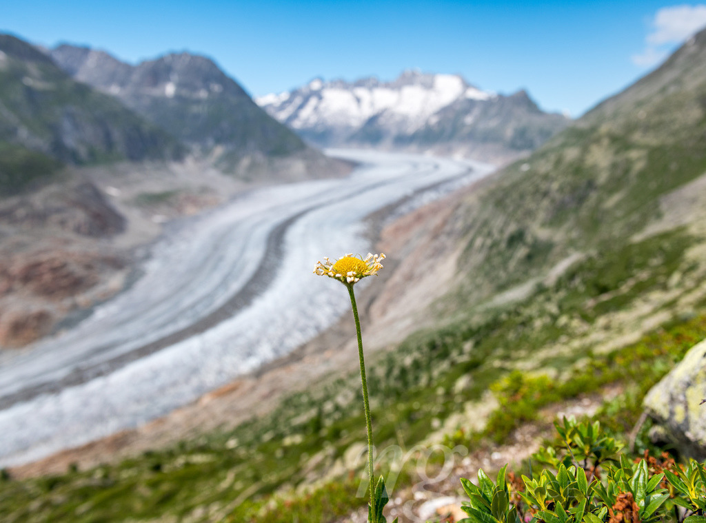 view over the mighty Aletsch Glacier in Switzerland with wildflowers | Die ideale Geschenkidee für Naturliebhaber. Naturbilder von Marcel Gross Photography für ihr Zuhause in den verschiedensten Formaten und Materialien. - Realisiert mit Pictrs.com