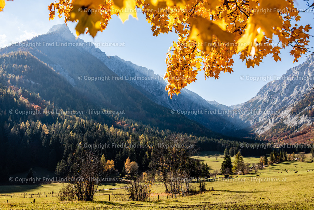 Seewiesen Duerrsee Hochschwab Herbst 24102021-0585 | Fotos und Fotoprodukte - Realisiert mit Pictrs.com