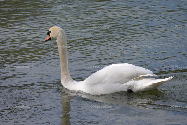 the Swan | Fotos, Fotos kaufen,  Fotos von Stadt und Land, Fotos von Tieren. - Realisiert mit Pictrs.com