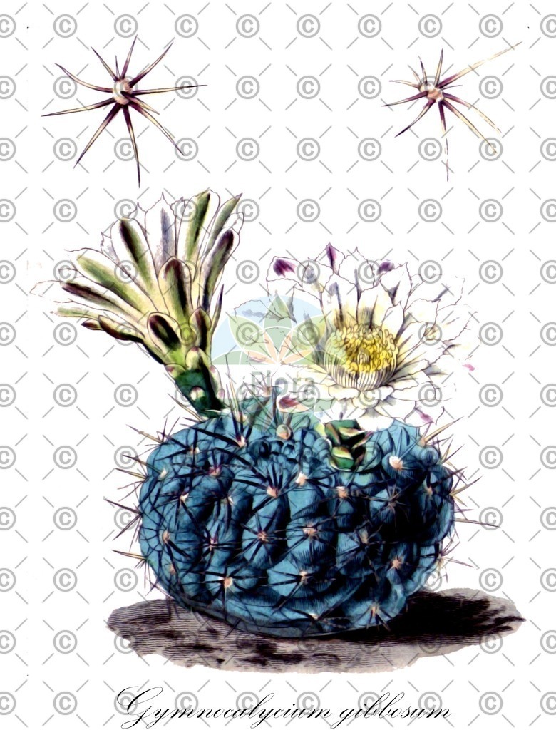 HistAbb_wfo-0000712726_1_ENZY_Simple | Historische Abbildung von Gymnocalycium gibbosum - Cactaceae | Historical Illustration of Gymnocalycium gibbosum - Cactaceae