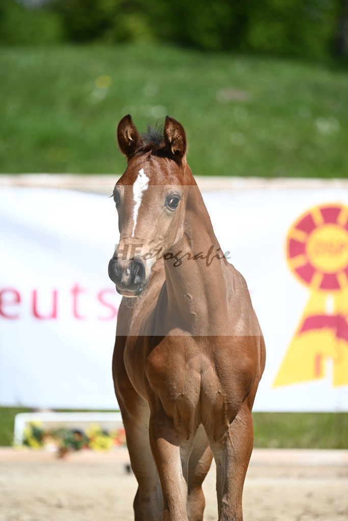 Escolar x For Romance I_HF_Bludau_11240383 | hf-fotografie - Realisiert mit Pictrs.com