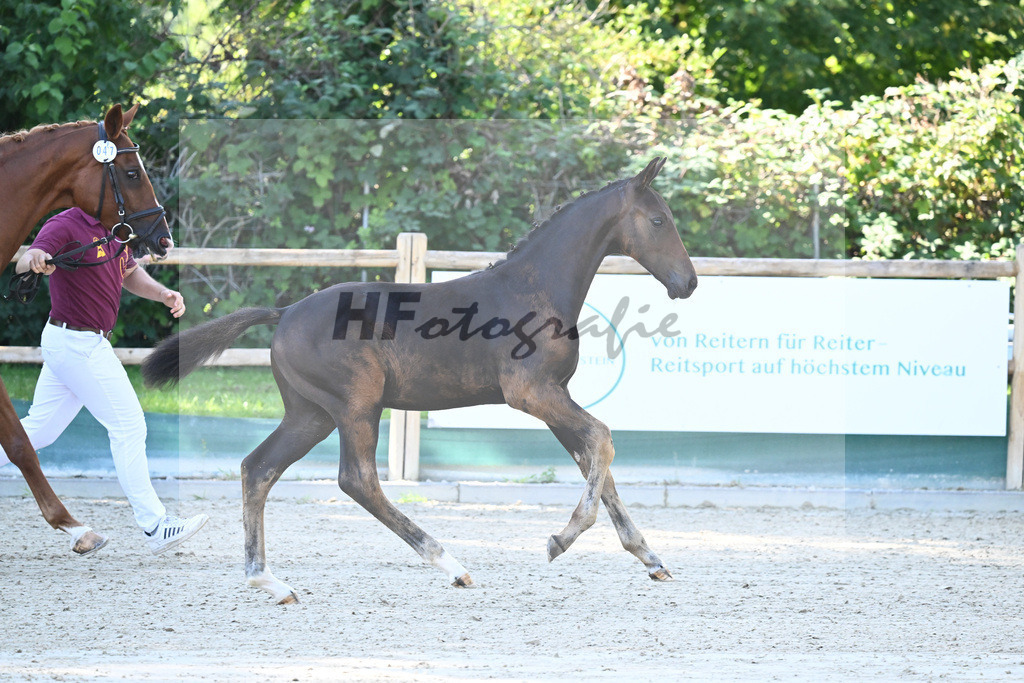 Praesentation Auktionsfohlen_36230090 | hf-fotografie - Realisiert mit Pictrs.com